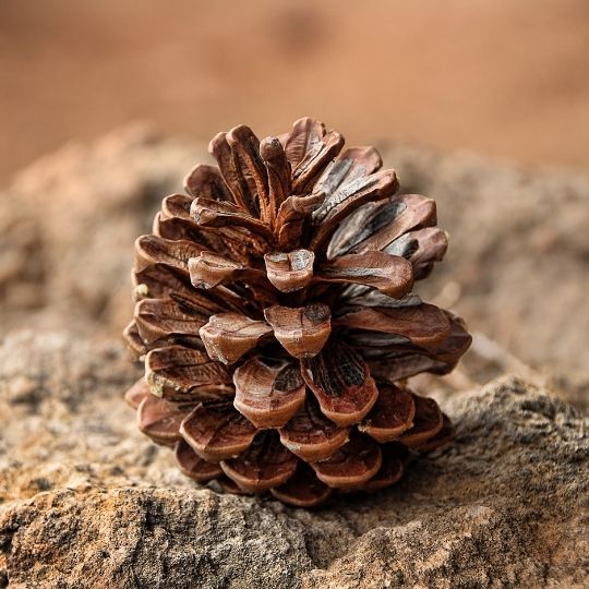 conceito-pine-1