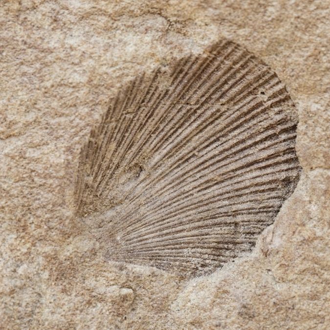 conceito-Freestone-1